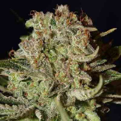 Super Bud > Green House Seed Company | Semillas feminizadas  |  Indica
